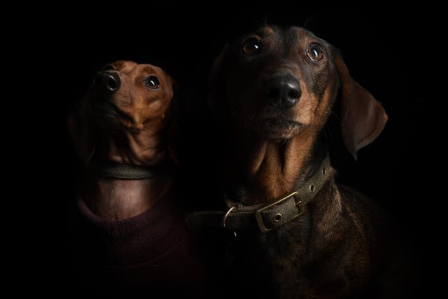 The party was exclusively for dachsies and their owners