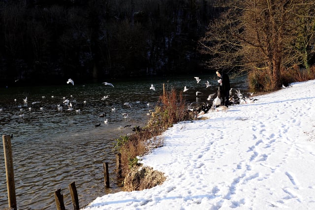 Checking up on the birds at Swanbourne Lake in Arundel on Friday, December 18, 2009. Picture: Stephen Goodger L51092H9