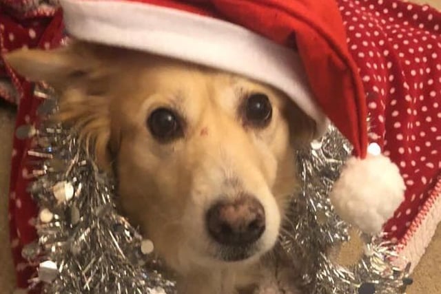 "My dog Dieser is all ready for Christmas and ready for more treats and toys," said Emily Delonnette SUS-211213-120540001
