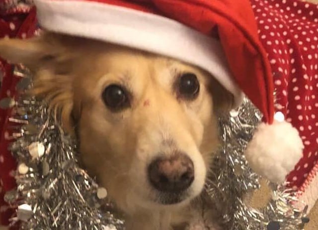 "My dog Dieser is all ready for Christmas and ready for more treats and toys," said Emily Delonnette SUS-211213-120540001