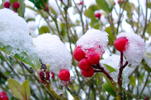 Berries buried beneath the snow in December 2009
