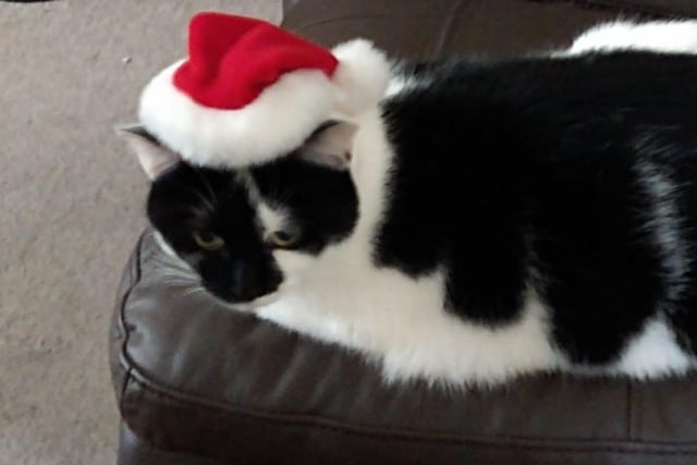 "Merry Christmas from Misty," said Ruth Chittick SUS-211213-121949001