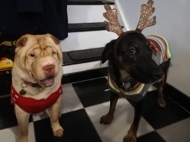 "Merry Christmas from Remus and Mildred," said Catwin Biddiss SUS-211213-120658001