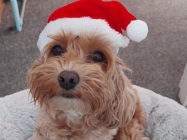 "Merry Christmas from Lexi," said Monika Pilolli SUS-211213-120816001