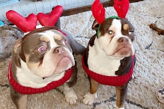 Festive bulldogs, from Tina Louise SUS-211213-120931001