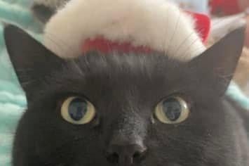 Cat in a hat, from Jade Pollitt SUS-211213-121054001