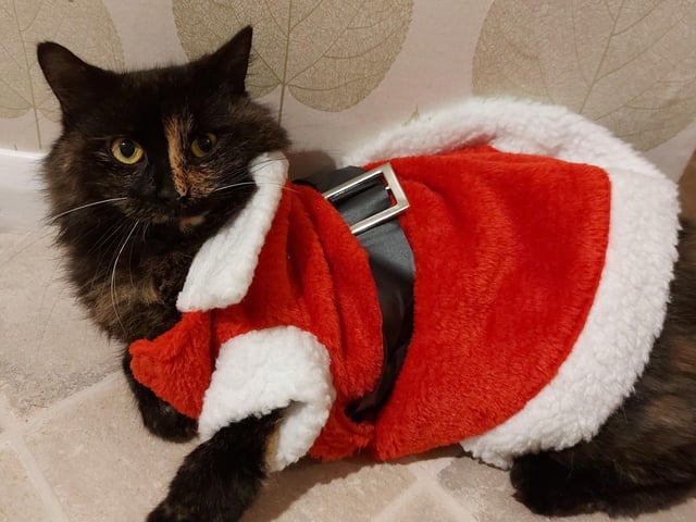 Santa cat, from Vicky Freeman SUS-211213-121448001