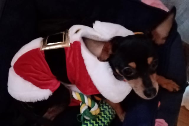 Santa dog, from Carrie Veronica Carney SUS-211213-121610001