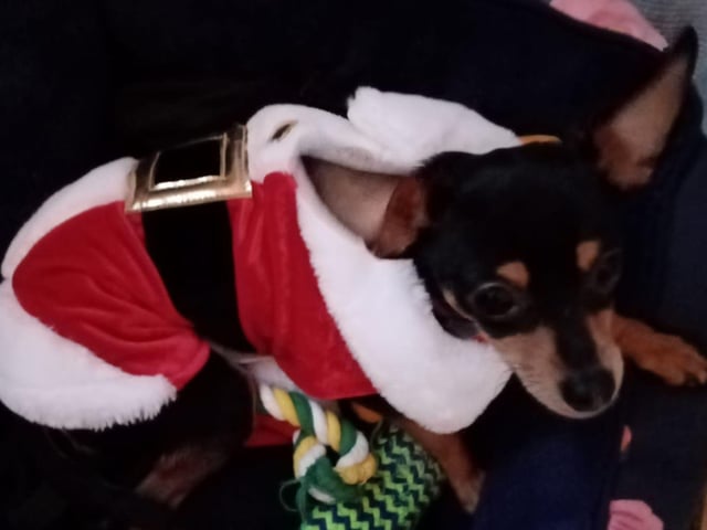 Santa dog, from Carrie Veronica Carney SUS-211213-121610001