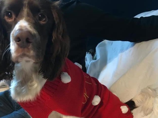 From Katie Hastings. "Merry Christmas from Benji," she said. SUS-211213-115452001