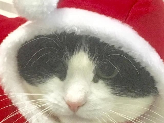 "Merry Christmas from Marley ," said Louise Coleman SUS-211213-121833001