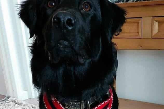 Milly Allan's dog sports a handsome Santa collar SUS-211213-115630001