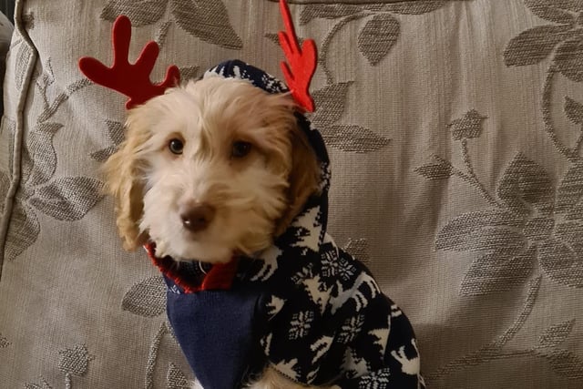 "My lovely little pup Chewie in his christmas jumper!" said Sophie Winters, who took this shot on the sofa. SUS-211213-115136001