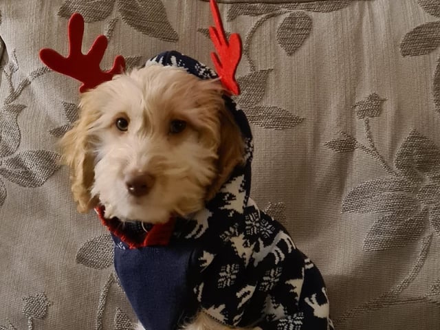 "My lovely little pup Chewie in his christmas jumper!" said Sophie Winters, who took this shot on the sofa. SUS-211213-115136001