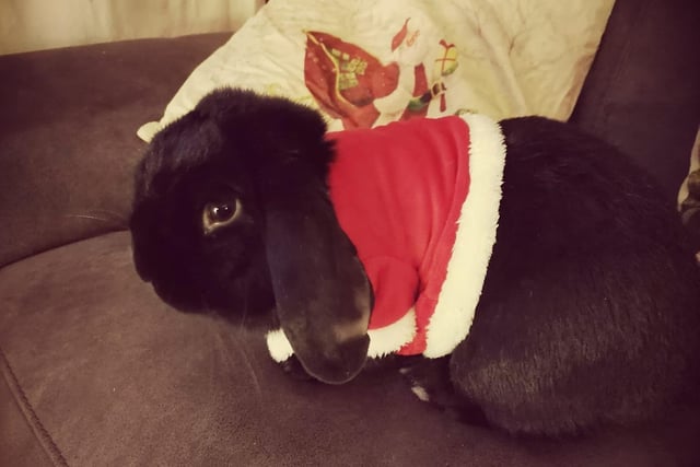 Christmassy rabbit, from Laura Darkes SUS-211213-121322001