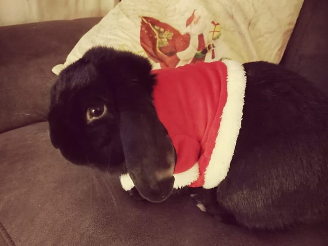 Christmassy rabbit, from Laura Darkes SUS-211213-121322001