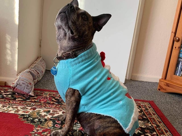 Buster in his Christmas jumper, from Andrea Williams SUS-211213-120207001