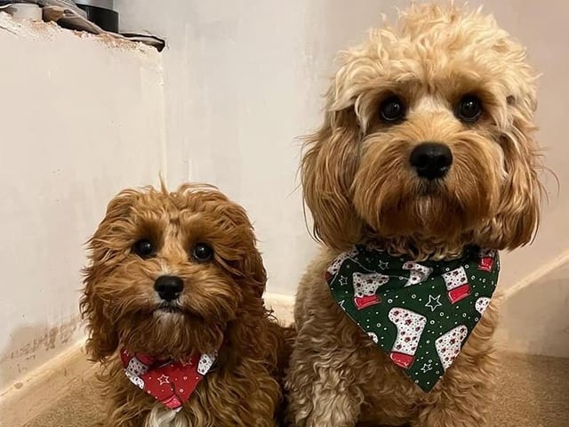 Festive neckerchiefs, from Jasmin Crook SUS-211213-120443001