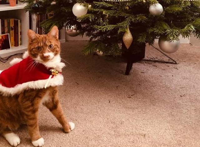 Paulina Dudkiewicz's red-caped cat eyes up the Christmas tree SUS-211213-115753001