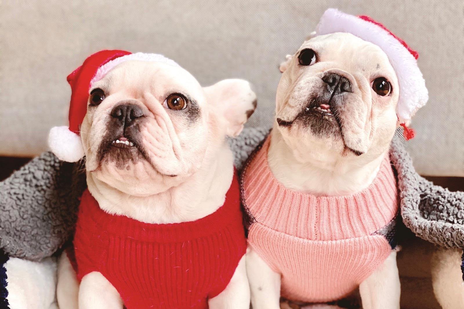 An adorable pair of young bulldogs, from Kelly Wheeler SUS-211213-115918001