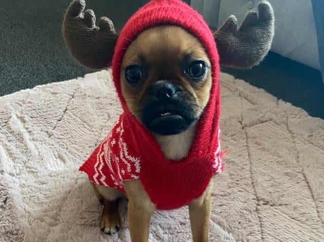 Rudolph costume, from Leyhann Sayers SUS-211213-133435001