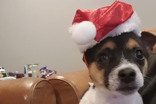 Pup in a Santa hat, from Charlotte Rose SUS-211213-133657001