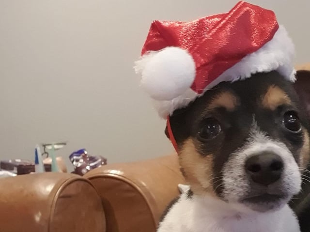 Pup in a Santa hat, from Charlotte Rose SUS-211213-133657001