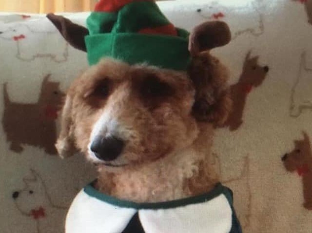 Santa's little helper, from Alan Henning SUS-211213-134408001