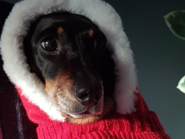 Lulu aged seven, from Barrie Turner SUS-211213-132604001