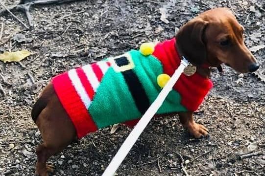 Festive dachshund, from Caroline Crouch SUS-211213-132714001