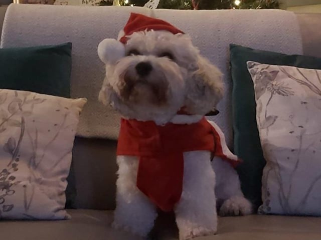 Santa Bailey, from Terri Ansell SUS-211213-132818001