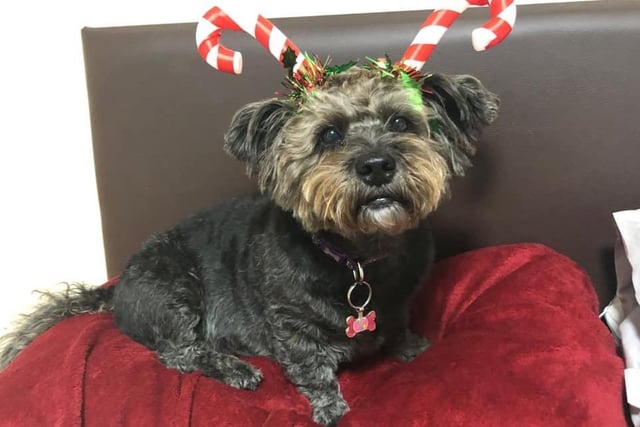 "This is Roxie she is a shih tzu poodle mix and she going to be seven in February.Merry Christmas everyone!" said Lucy Brown SUS-211213-131357001