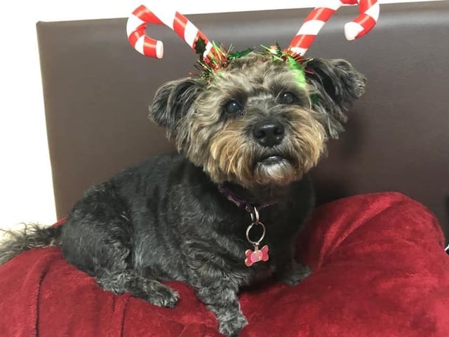 "This is Roxie she is a shih tzu poodle mix and she going to be seven in February.Merry Christmas everyone!" said Lucy Brown SUS-211213-131357001