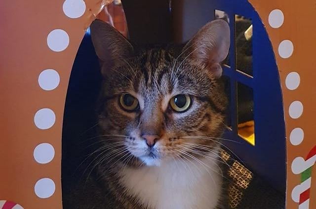 "Ginnie hasn't got an outfit as she'd probably rip my hands to shreds whilst I tried to get it on her but she has got a new gingerbread house, she loves it!" said Angela Abbott SUS-211213-132448001