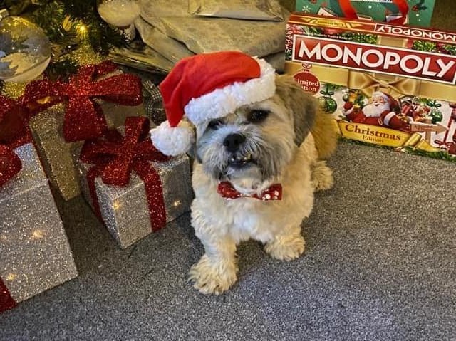 Dog by the Christmas tree, from Han Sinclair SUS-211213-134307001