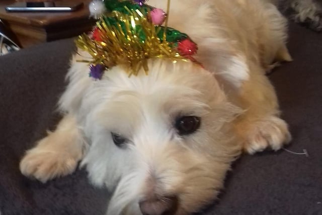 Roxie sports a Christmas tree head-dress. From Maria Carey SUS-211213-131536001