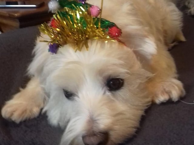Roxie sports a Christmas tree head-dress. From Maria Carey SUS-211213-131536001