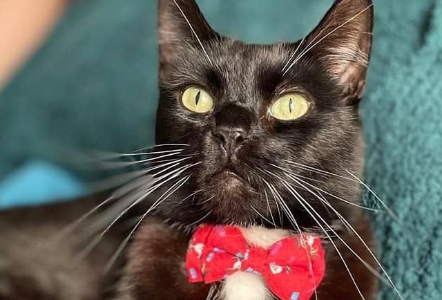 "Ollie with his Christmas bow tie collar," said Sarah Hansford SUS-211213-131652001