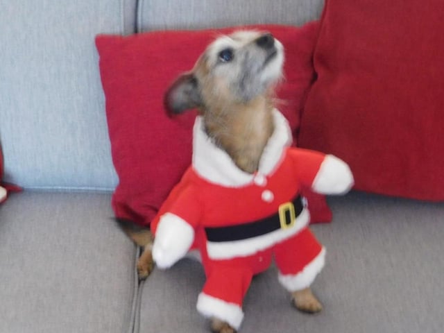 Santa dog, from Denise Comfort SUS-211213-131800001
