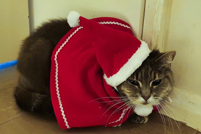 Cosy Christmas cat, from Leanne Wesley SUS-211213-133823001