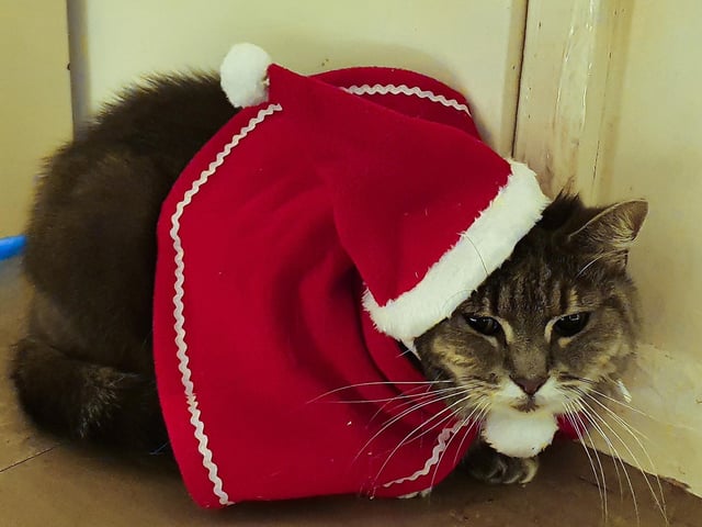 Cosy Christmas cat, from Leanne Wesley SUS-211213-133823001
