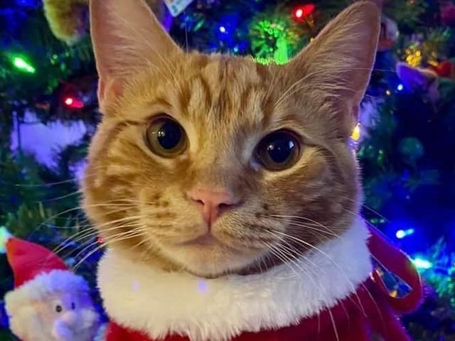 Cat by the Christmas tree, from Rosie Costar-Lewsey SUS-211213-134045001