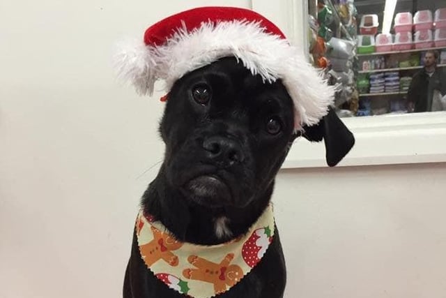 Dog in a Santa hat, from Lisa Fuller SUS-211213-134204001