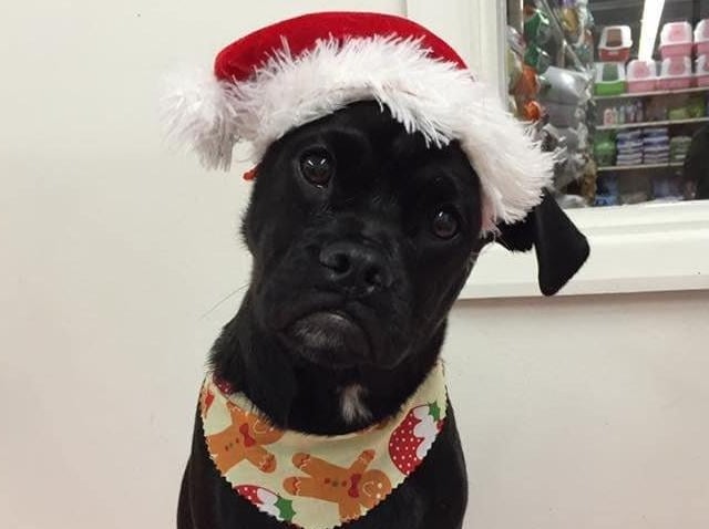 Dog in a Santa hat, from Lisa Fuller SUS-211213-134204001