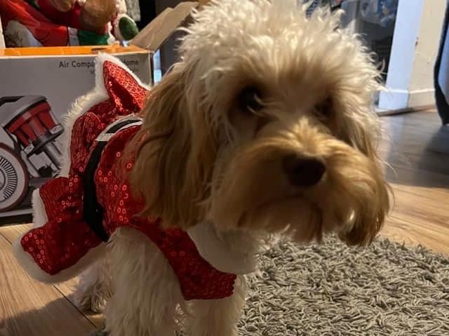 Millie’s first Christmas, from Katie May SUS-211213-132156001
