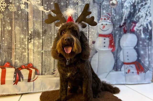 Kodi poses for his Christmas picture. Picture: Michele Harris.