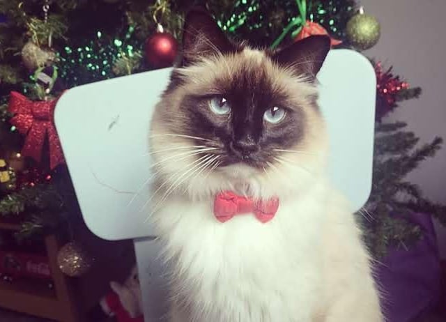 Simba is looking very smart in his bow tie. Simba is two and belongs to Riley and Rhys Taylor.