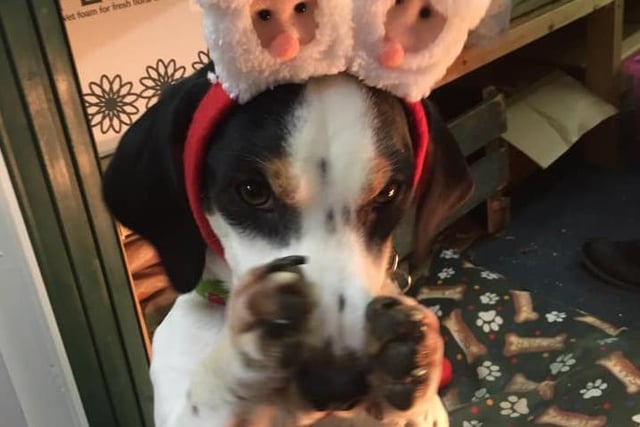 Stanley loves Christmas. Picture: Gemma Powell from Stanley and the Bear.