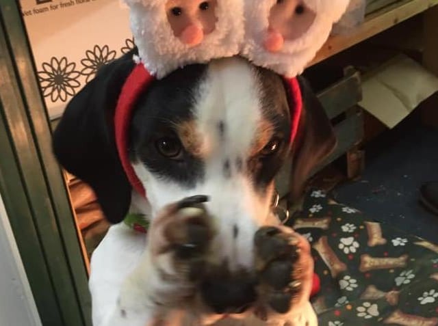 Stanley loves Christmas. Picture: Gemma Powell from Stanley and the Bear.