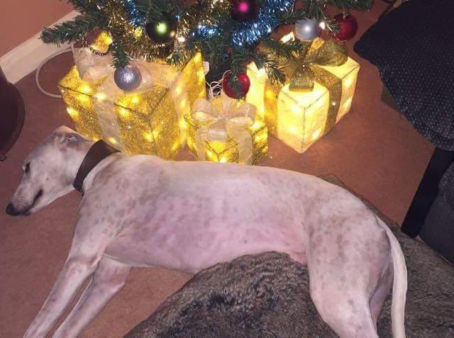 Dog's life for gorgeous rescue baby Freddie, who belongs to Dawn Branigan.